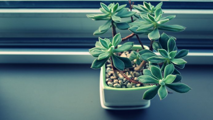 A potted succulent plant with fleshy green leaves sits near a window