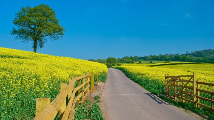 Road through a field of yellow flowers under a blue sky with a tree and wooden fence