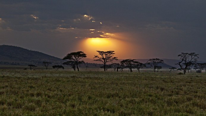 Savanna landscape with trees silhouette against the sun rays