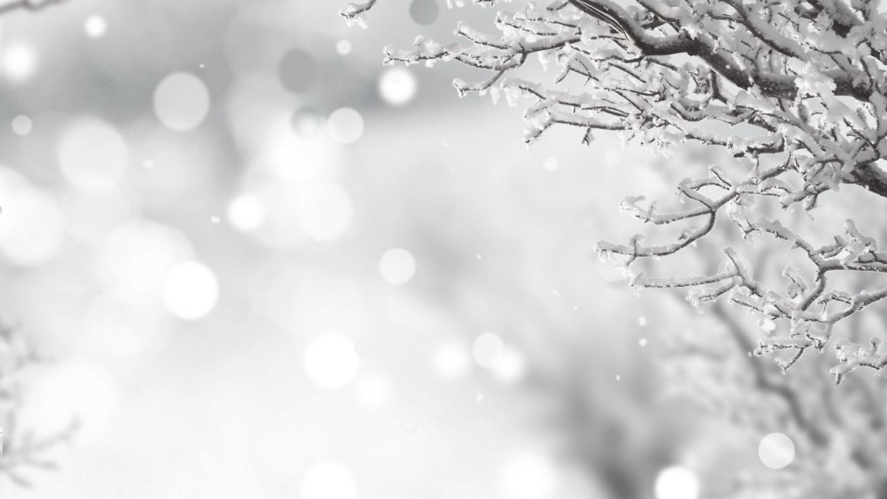 Snowy tree branches with bokeh effect