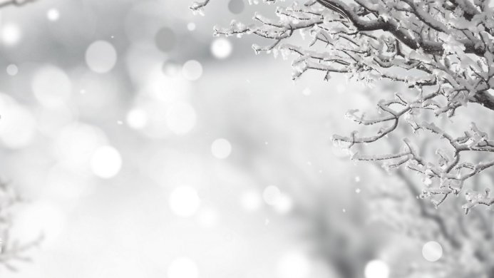 Branches covered in snow with bokeh background
