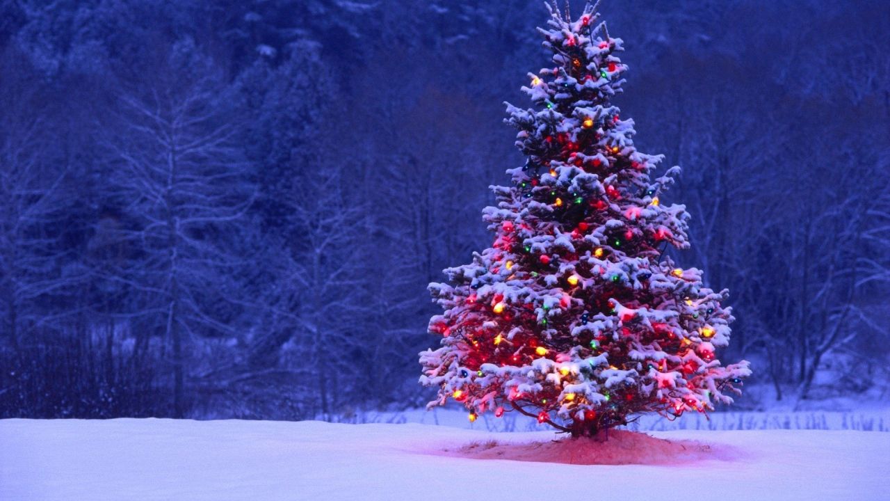 Snowy Christmas tree with lights