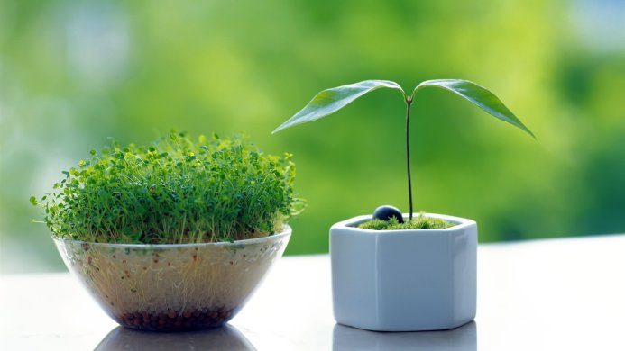 A close-up of sprouts and a seedling in containers against a green background