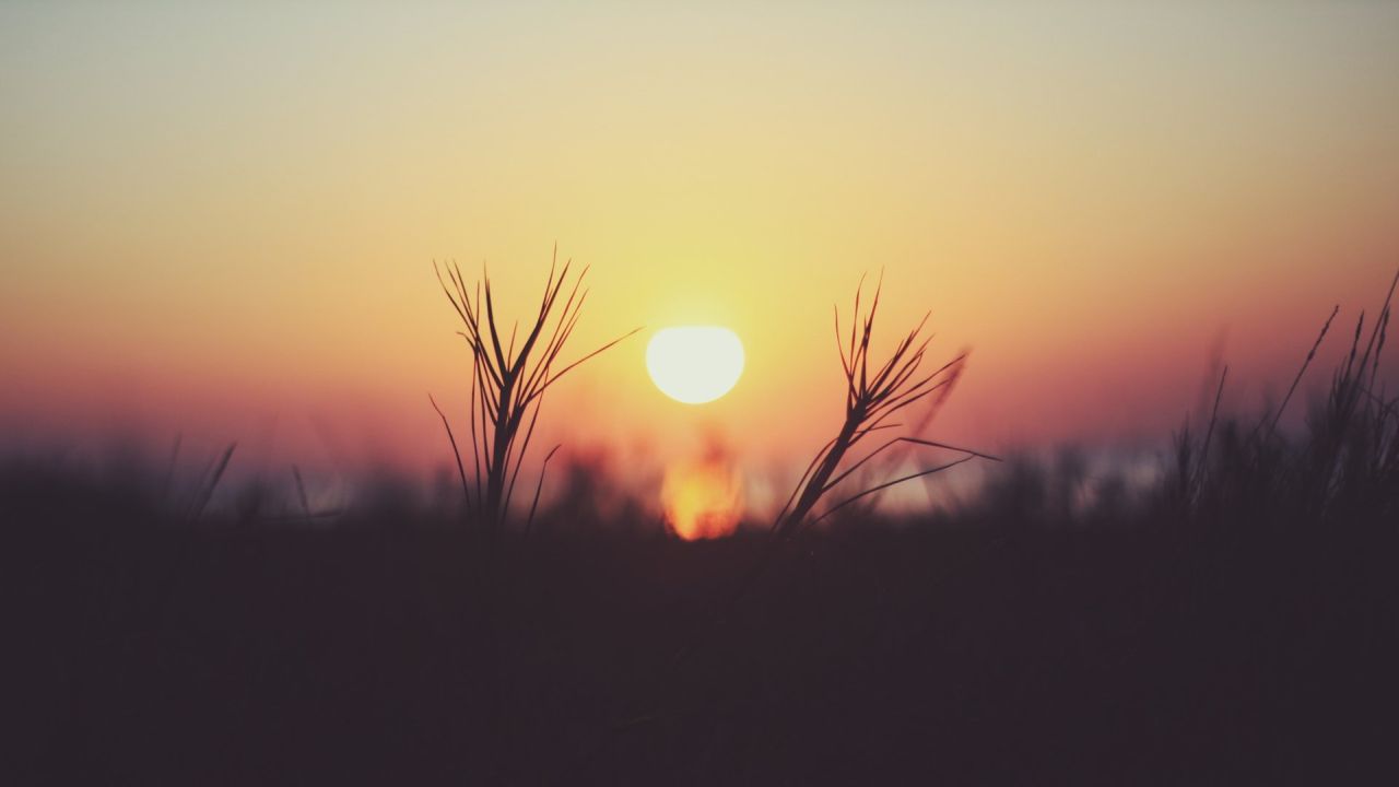 Sun with grass at sunset
