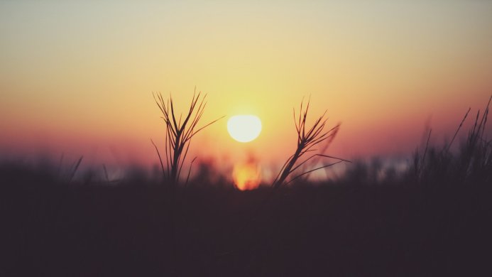 Sunset over a field of grass with a bright sun in the distance