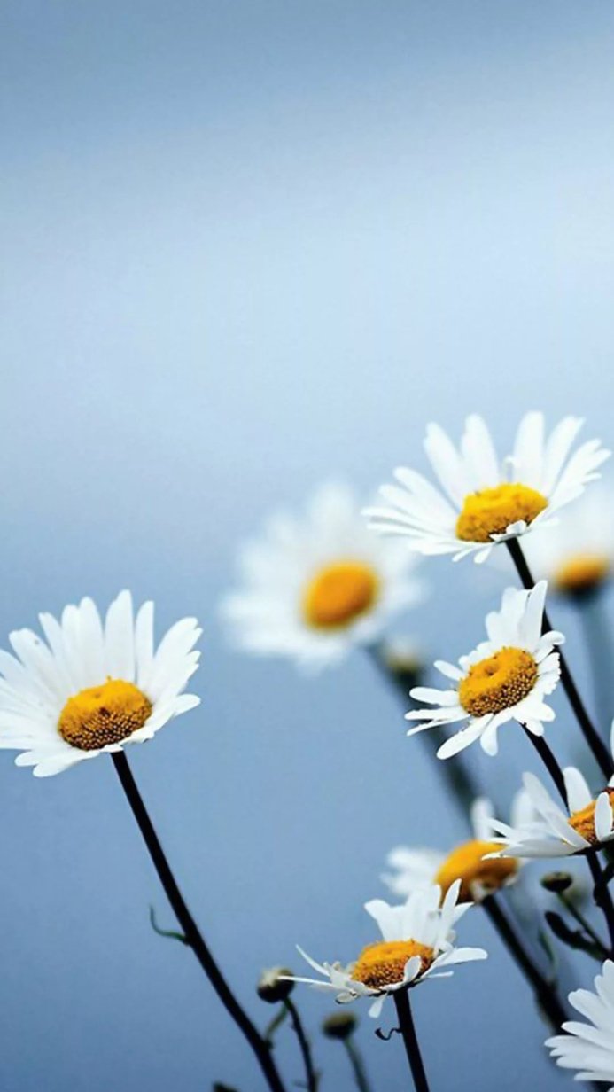 White daisies with yellow centers against a soft blue background