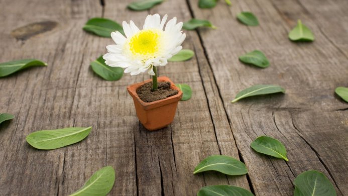 A white daisy in a small terracotta pot surrounded by green leaves on a wooden surface