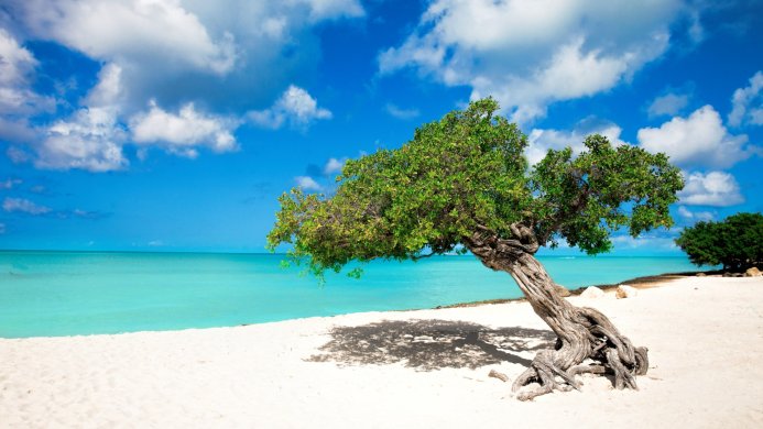 A windswept tree on a white sand beach with turquoise water and a bright blue sky