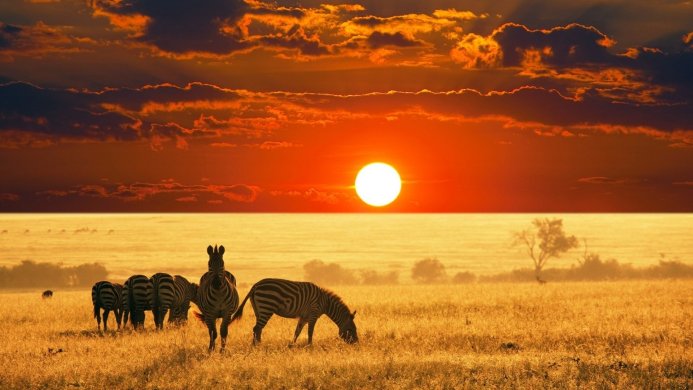A herd of zebras grazing in a field at sunset, African landscape