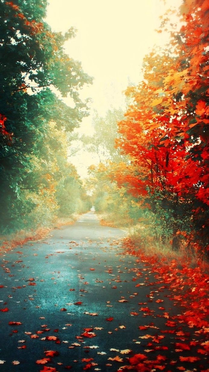 Road through autumn trees with red and green leaves
