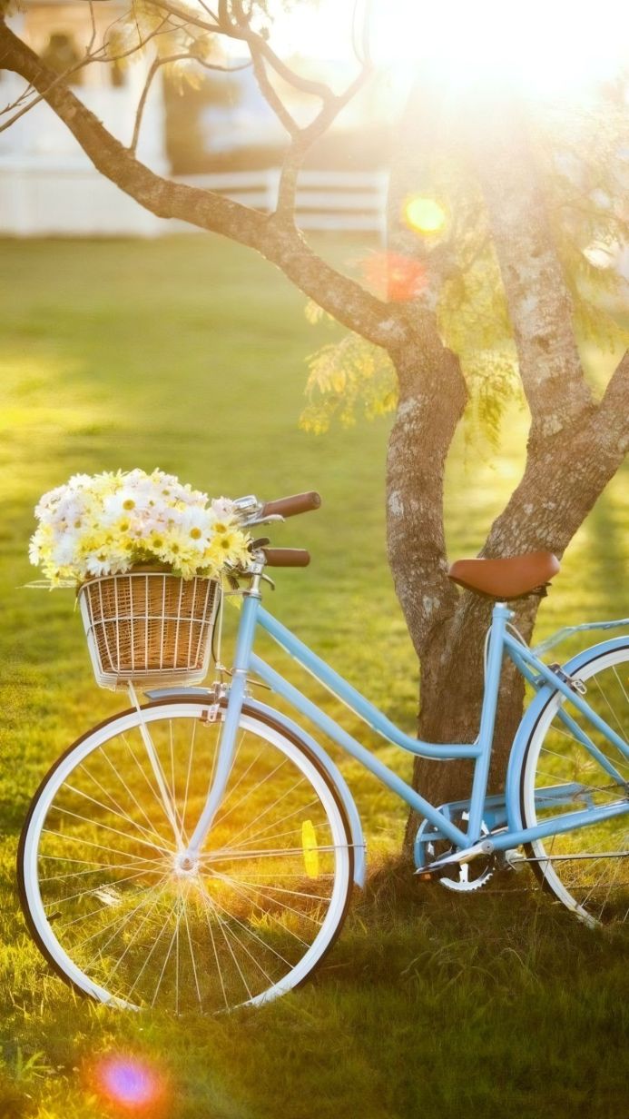 Light blue bicycle with a basket full of flowers leaning against a tree in a grassy field on a sunny day
