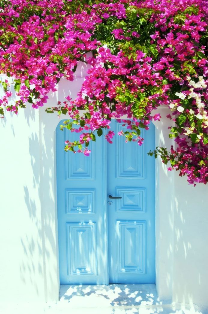 Blue door with pink bougainvillea flowers on a white wall in a Mediterranean location