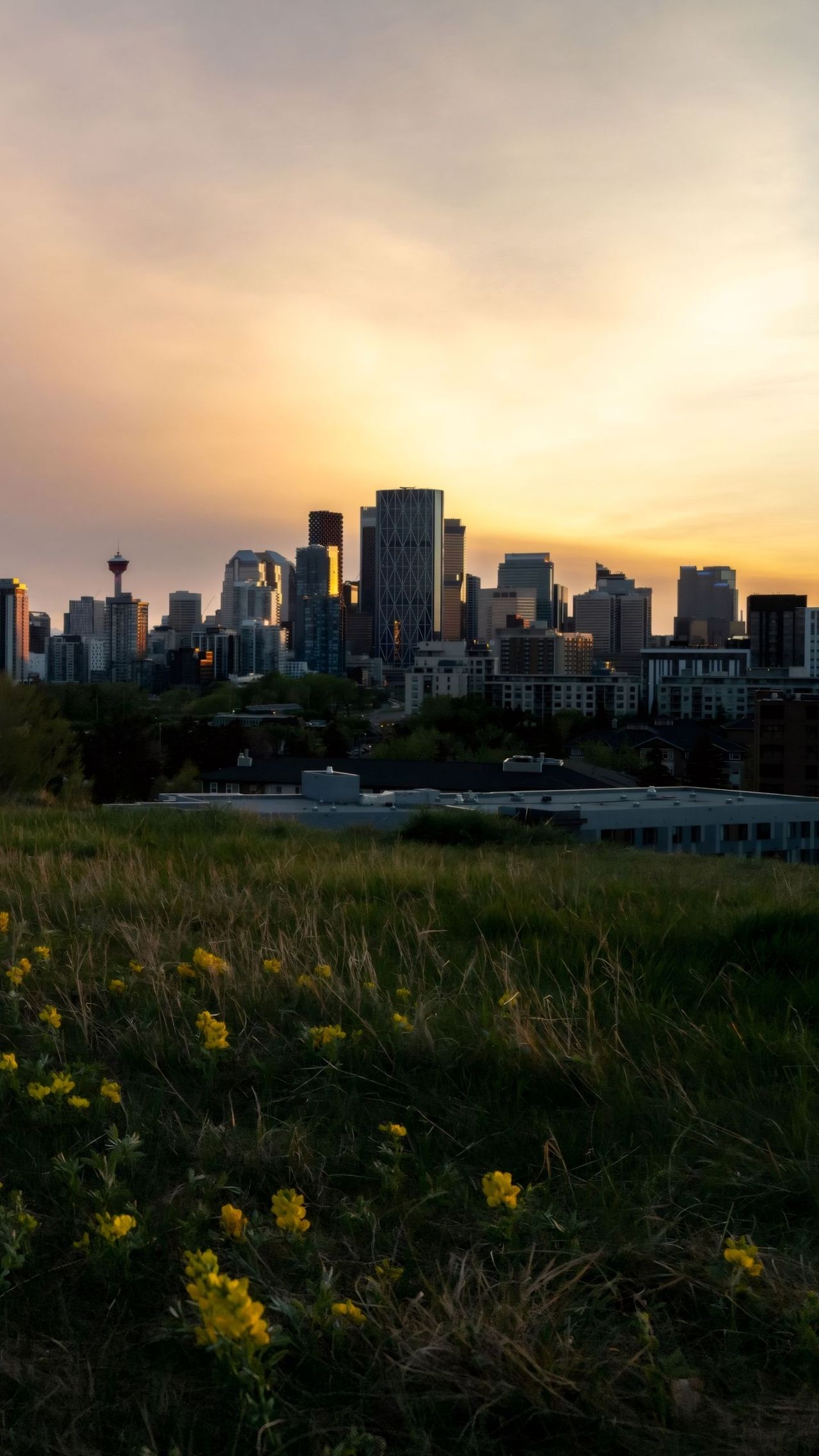 City skyline at sunset with grass and yellow flowers