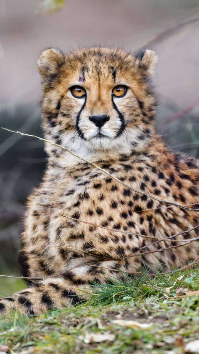 Portrait of a cheetah with black spots on its fur looking straight forward