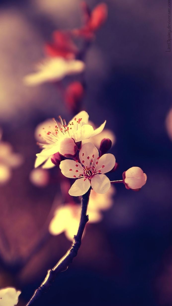 Close-up of cherry blossom flowers with delicate petals and buds on a branch