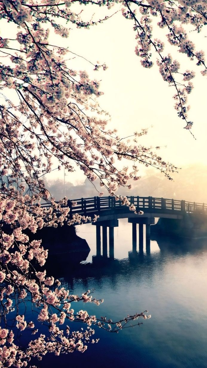 Bridge over water with cherry blossoms in bloom, soft lighting
