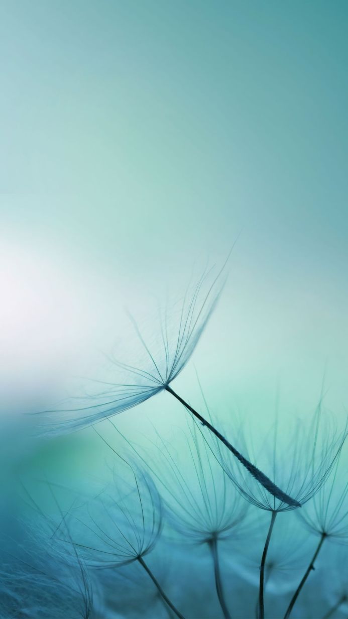 Close-up of a dandelion seed head against a turquoise background