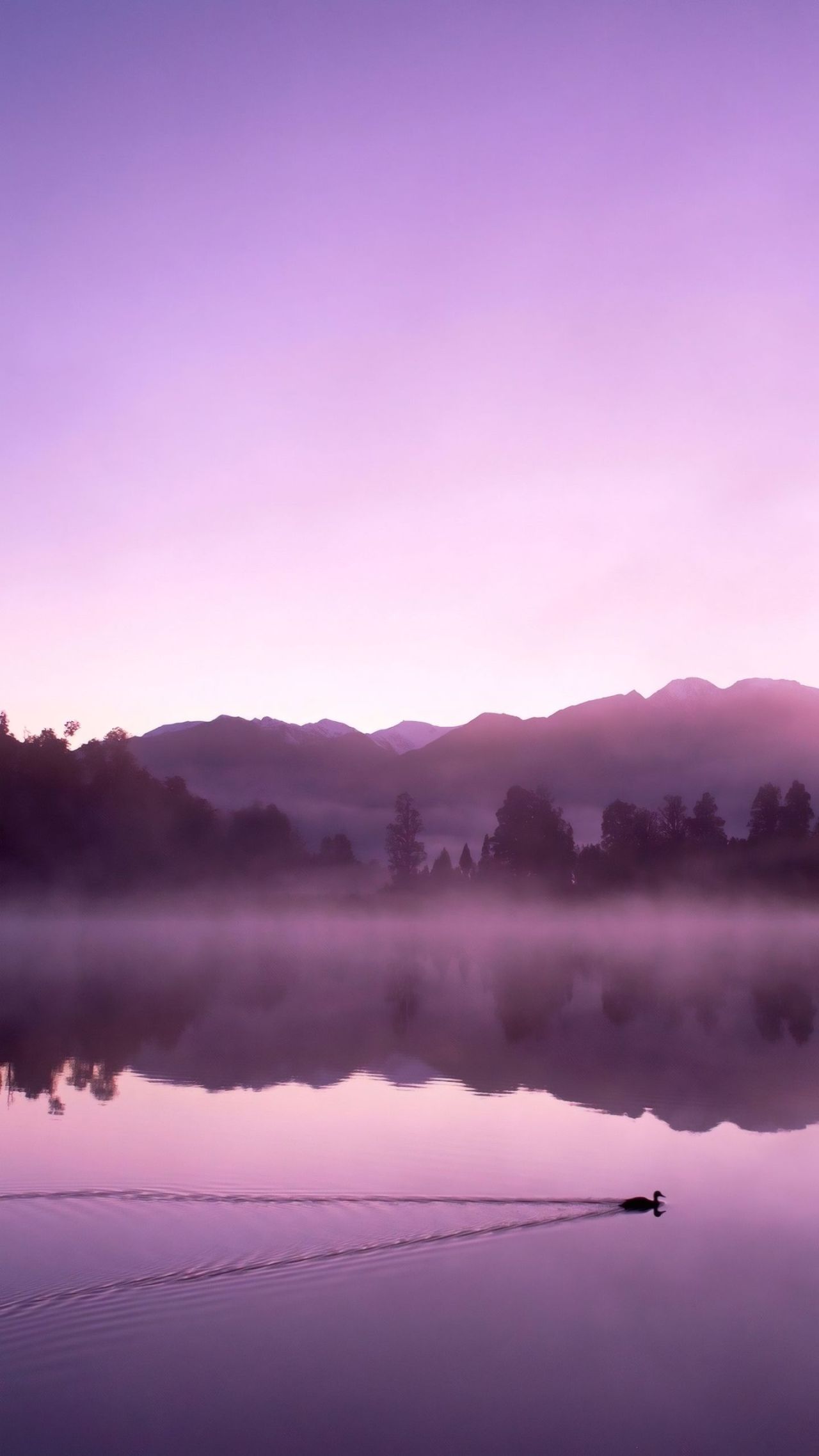 Purple misty lake sunrise with a duck swimming