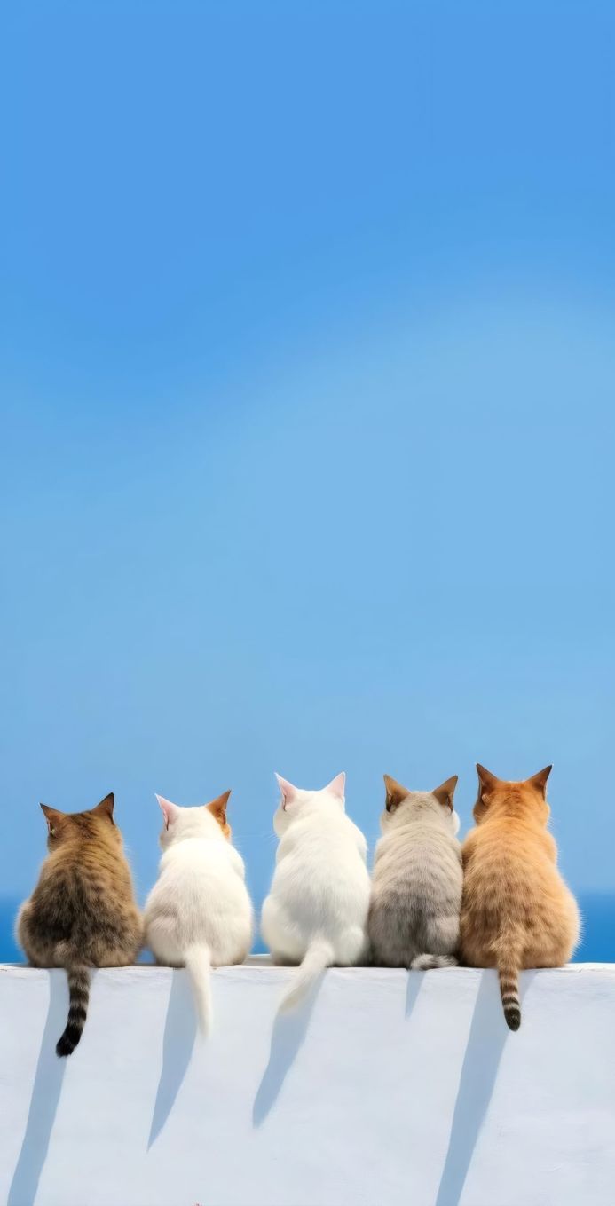 Five cats sitting on a wall looking out at the blue sea and sky