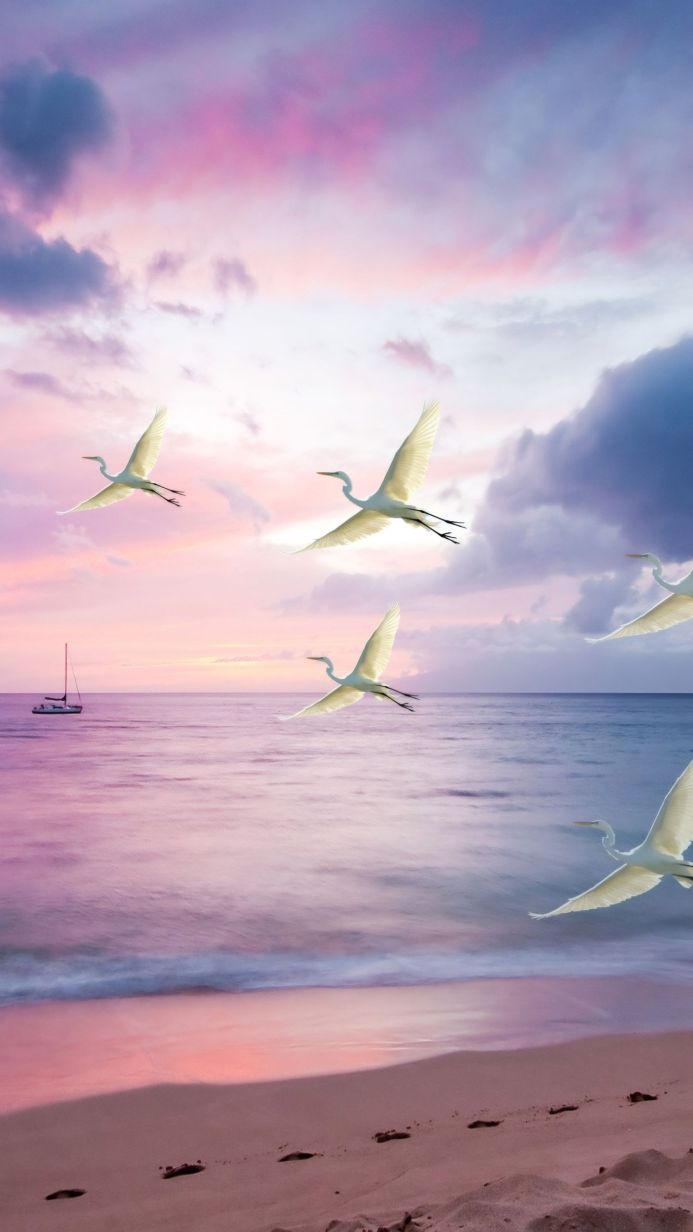 Several great egrets flying over the ocean at sunset with a boat on the water