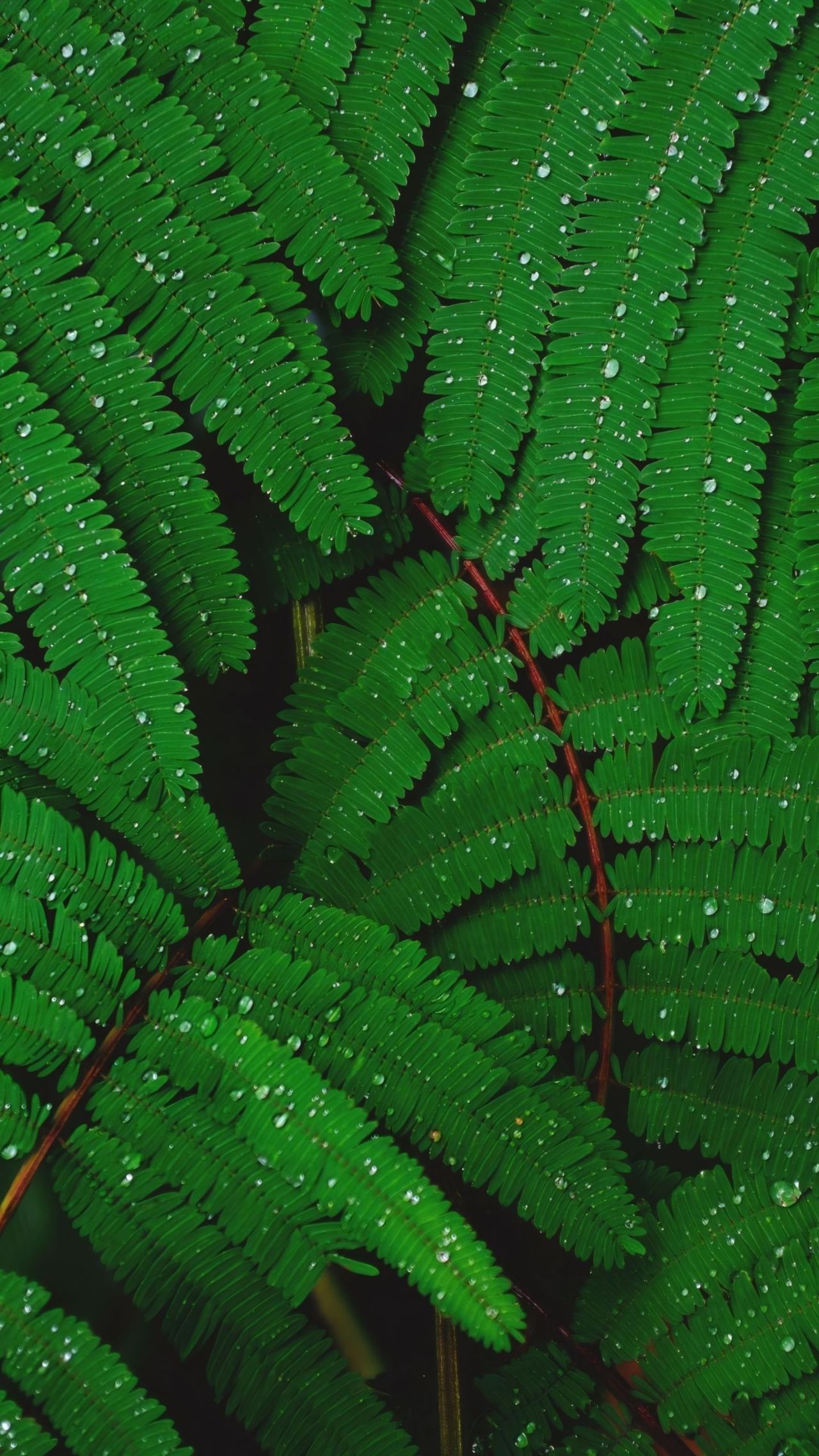 Green fern leaves covered in water drops close up