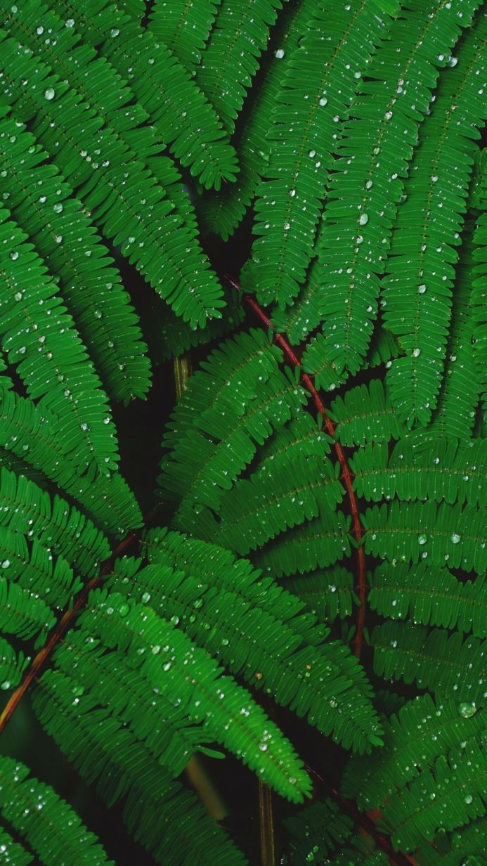 Close-up of vibrant green fern leaves covered in water droplets, showcasing natural beauty