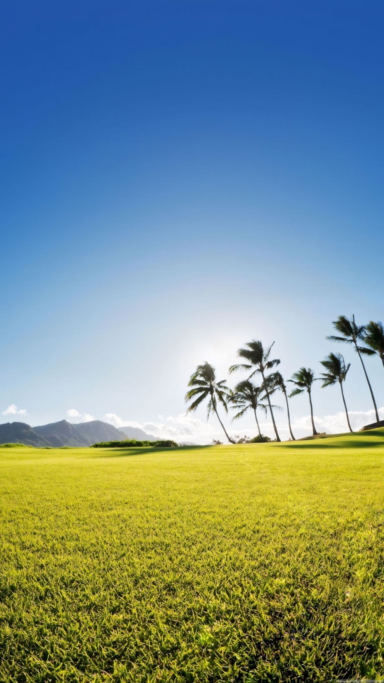 Sunny tropical landscape with palm trees and grass
