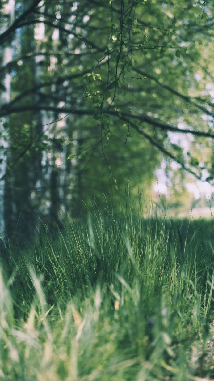 A close up of green grass with blurred trees in the background