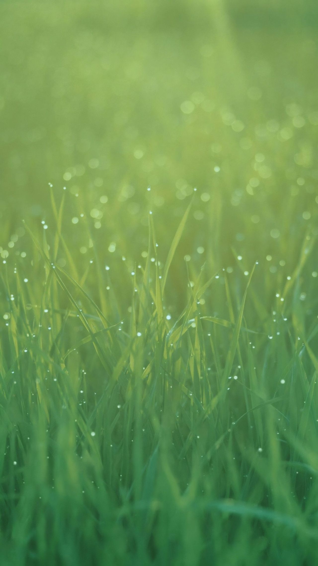 Green grass with water droplets in soft light