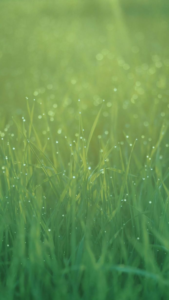 Green grass with water droplets on a sunny day