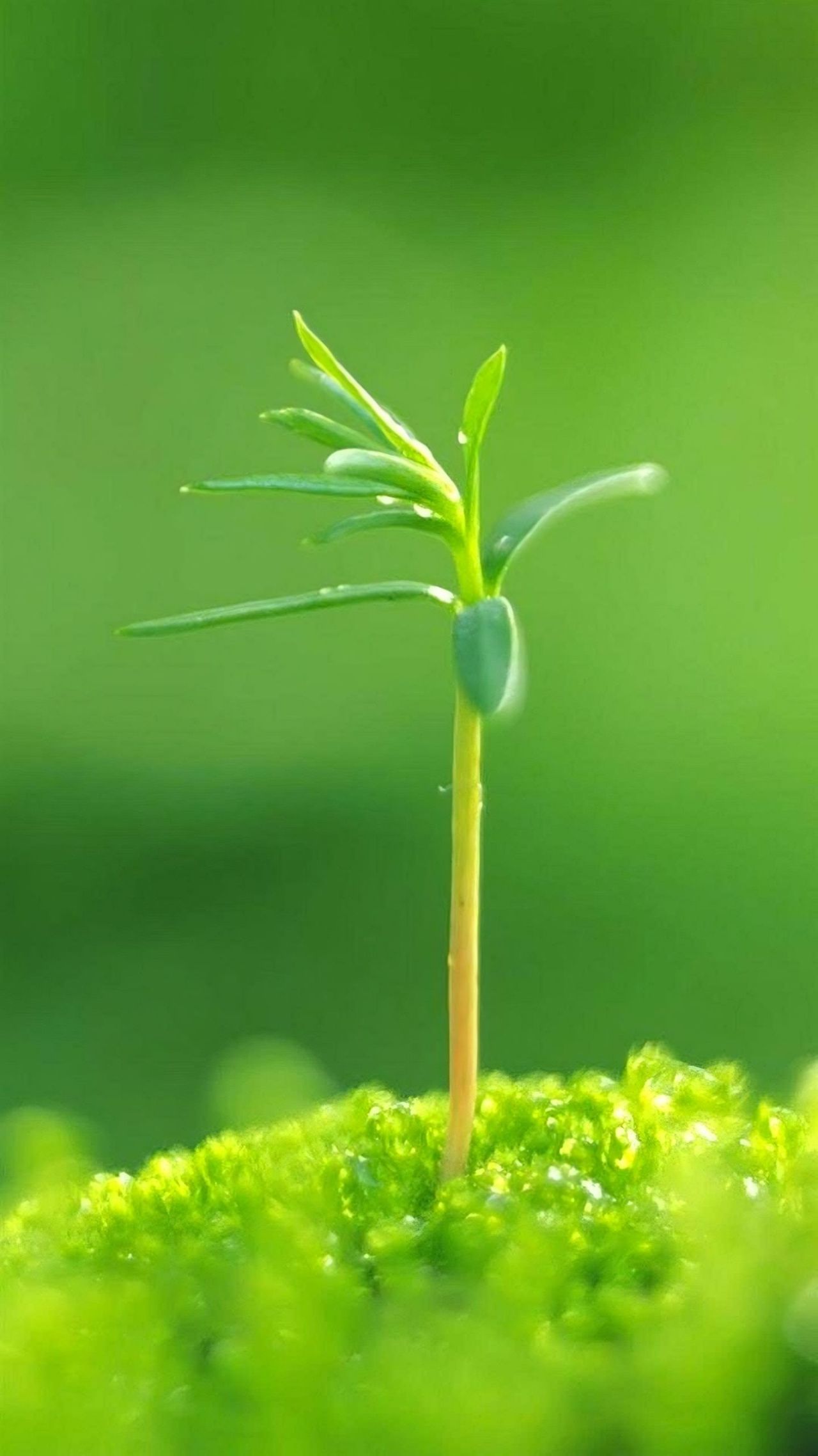 Young green seedling sprout growing from moss