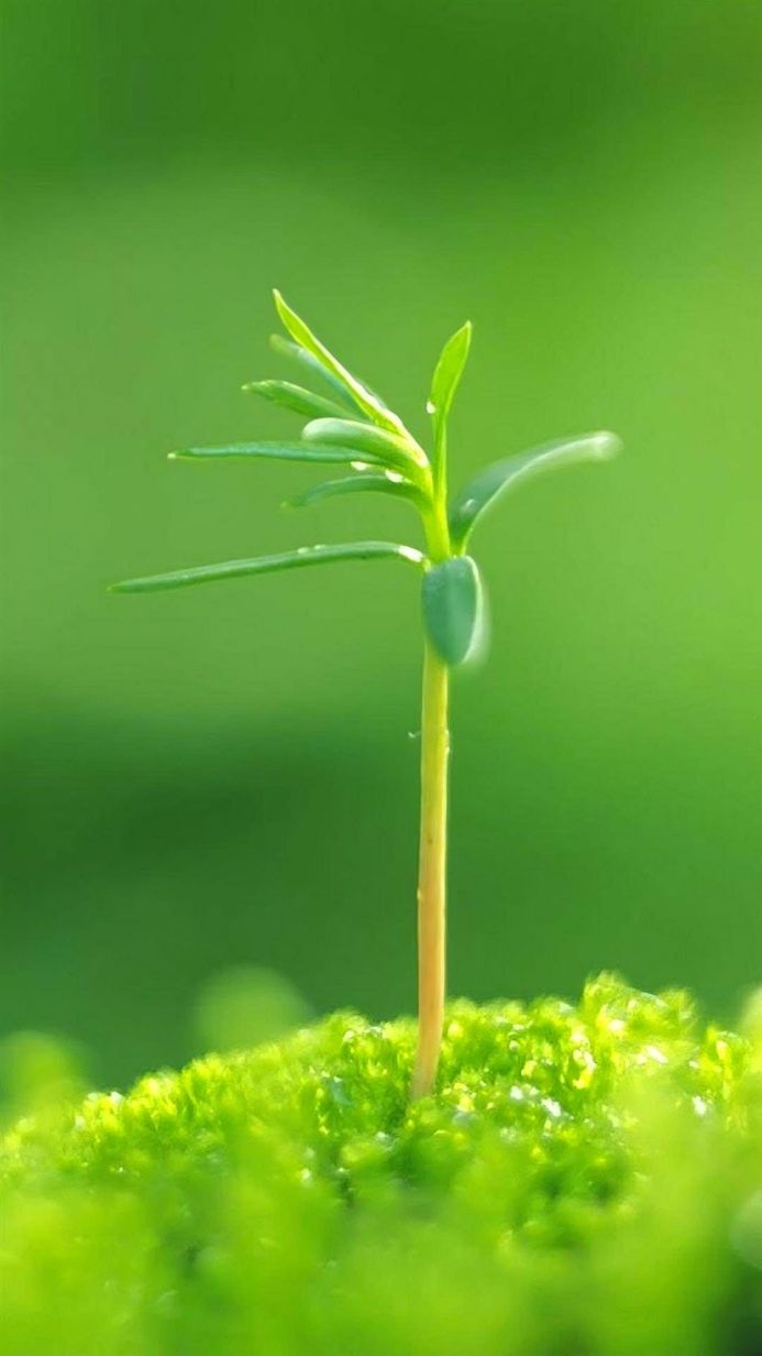 A vibrant green sprout emerging from moss