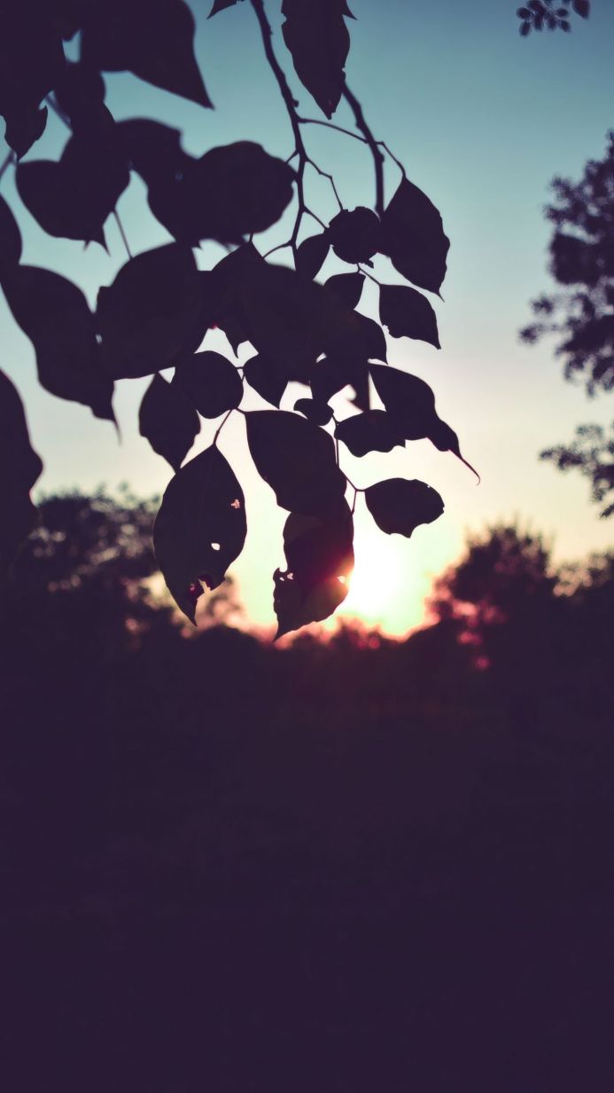 Silhouette of leaves on tree branches against a sunset sky
