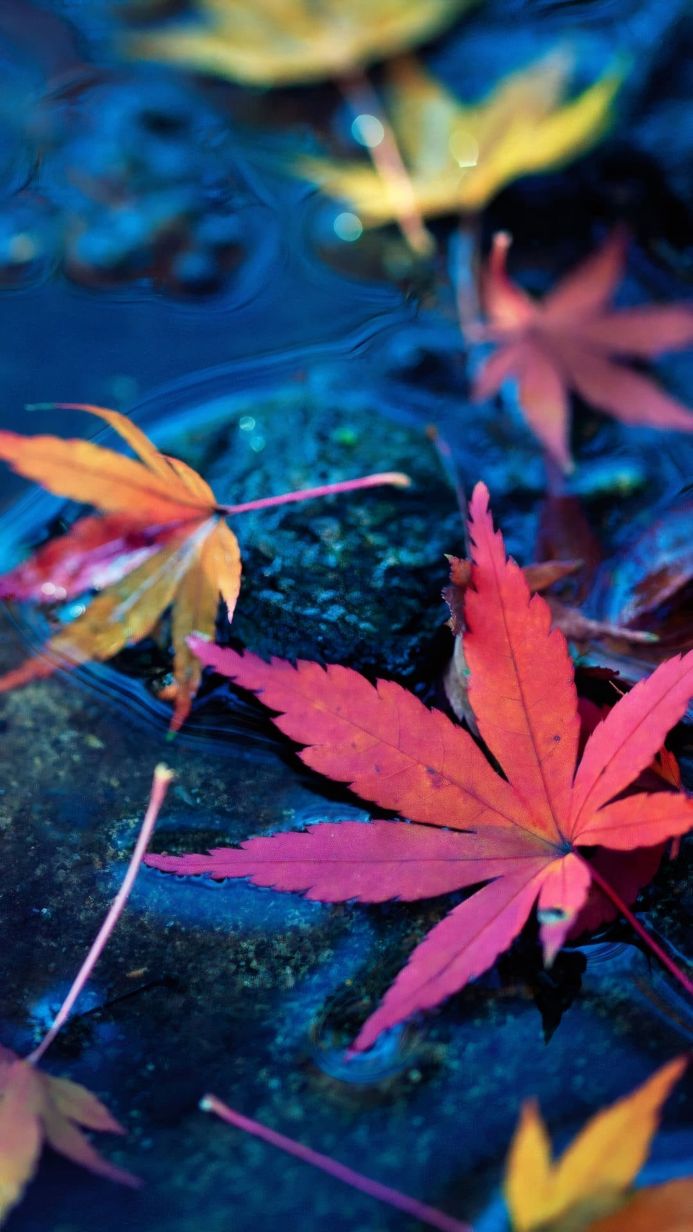 Close-up of red and yellow maple leaves floating in dark blue water