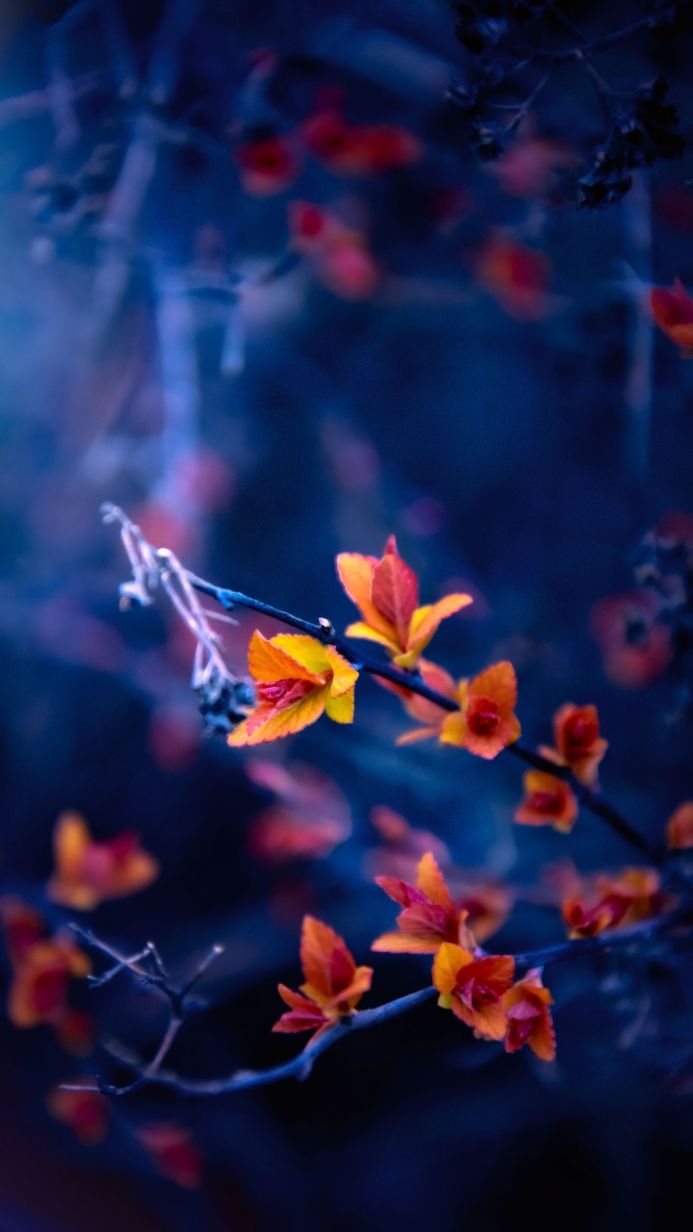 Close-up of orange and yellow flowers on a branch against a dark blue background