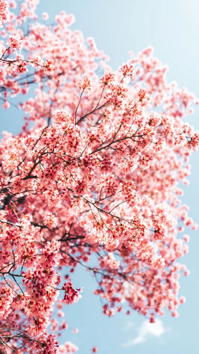 Close up of pink cherry blossoms against a clear blue sky