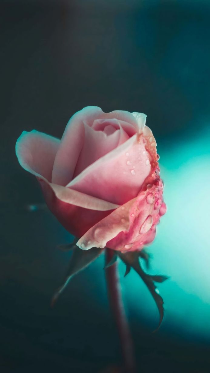 Pink rose with water droplets on turquoise background