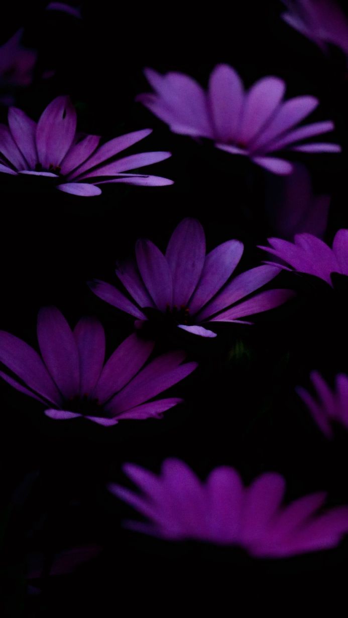 Close-up of purple daisies against a black background