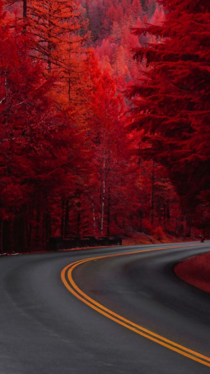 A road curves through a forest with red and orange trees, captured in an autumn landscape