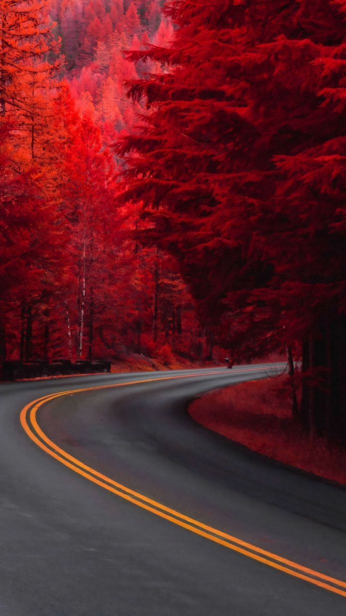 A road curves through a forest with intensely red foliage, creating a striking contrast with the black asphalt