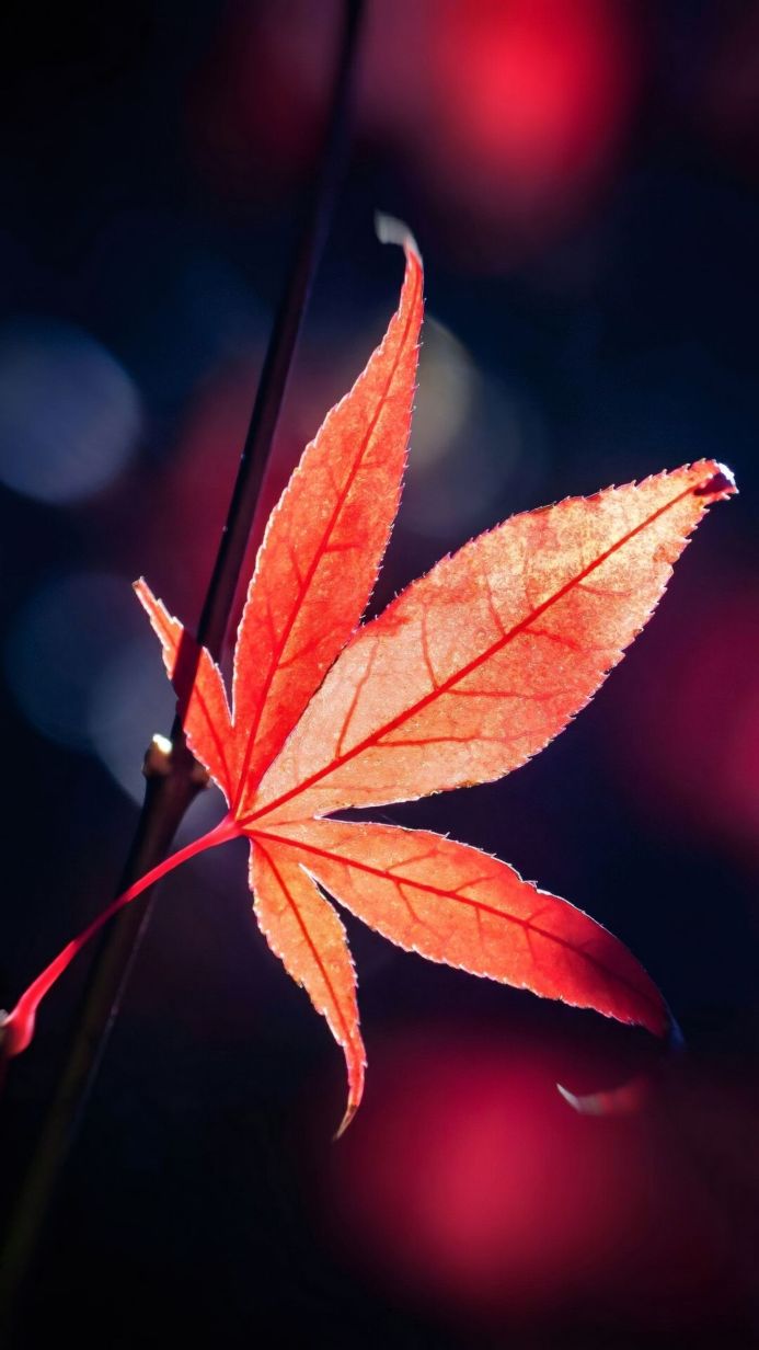 Close-up of a red maple leaf with visible veins against a dark background