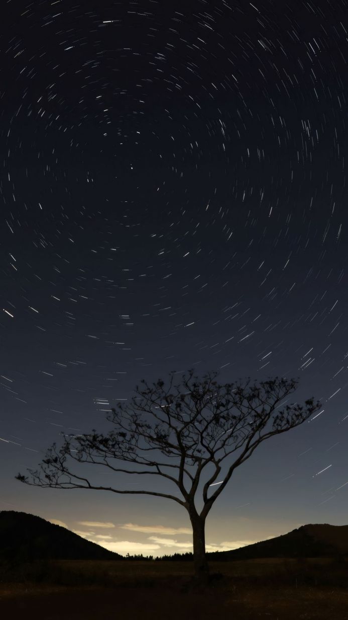 Star trails over a tree silhouette at night
