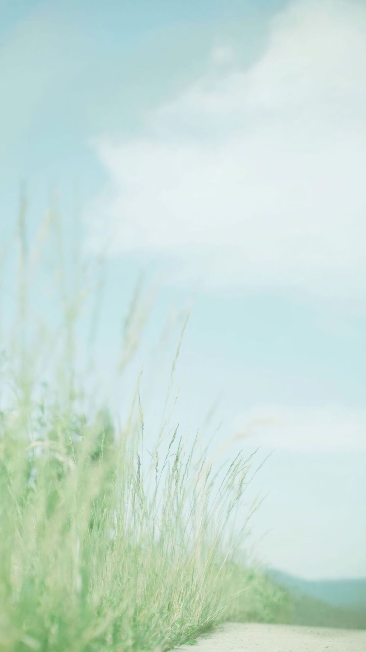 Tall green grass against bright blue sky
