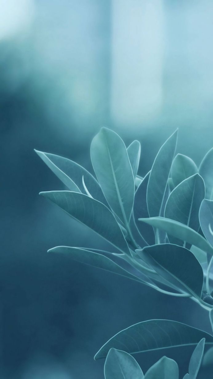 A close-up of leaves in teal and blue tones, showcasing natural textures