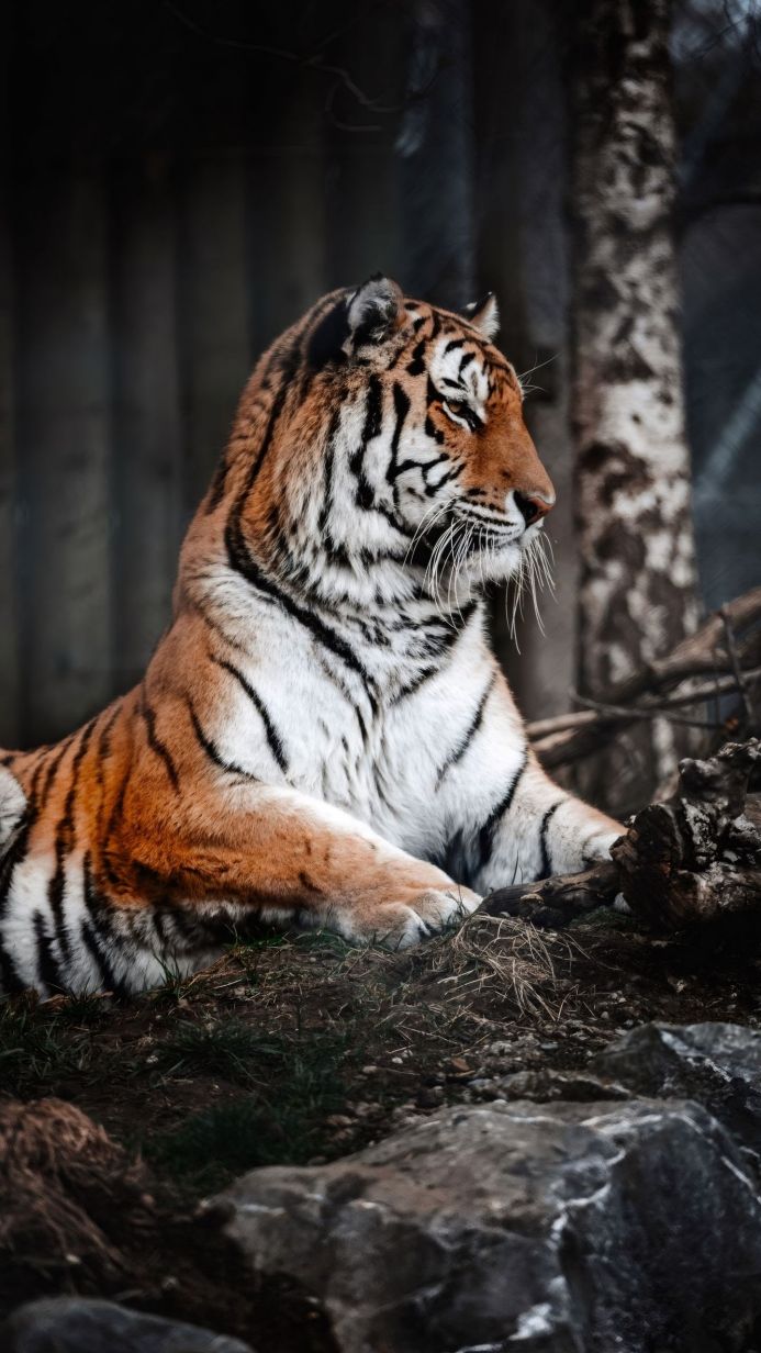 A tiger resting on the ground in a profile view