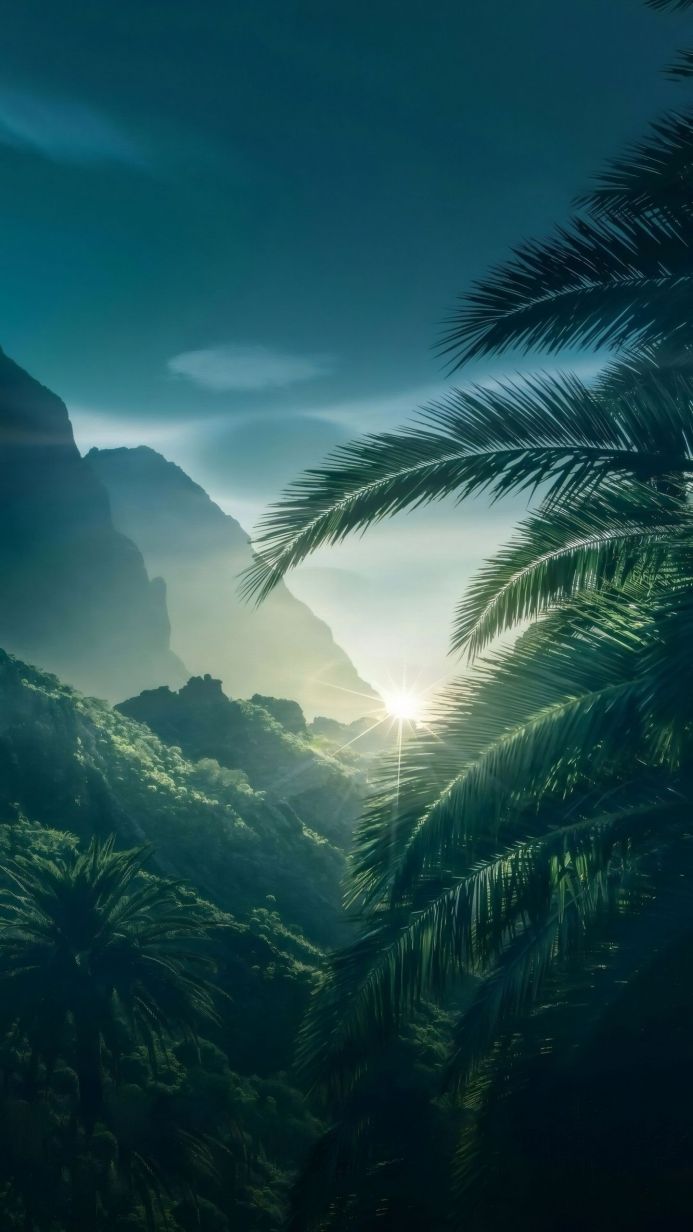 Palm trees with mountains and sunlight in the background