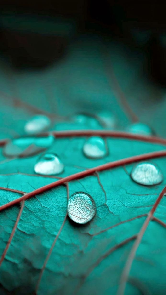 Water droplets on a green leaf with red veins in a close-up macro shot