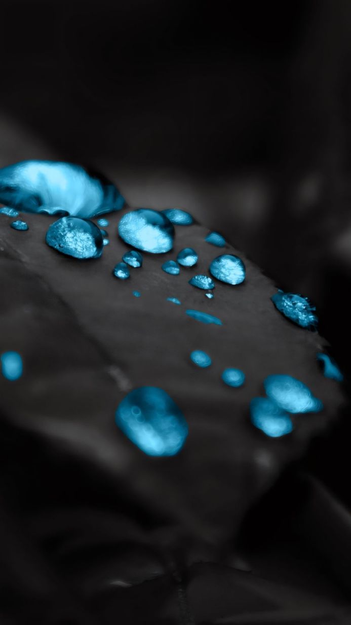 Close up of water droplets on a leaf, blue and gray color palette