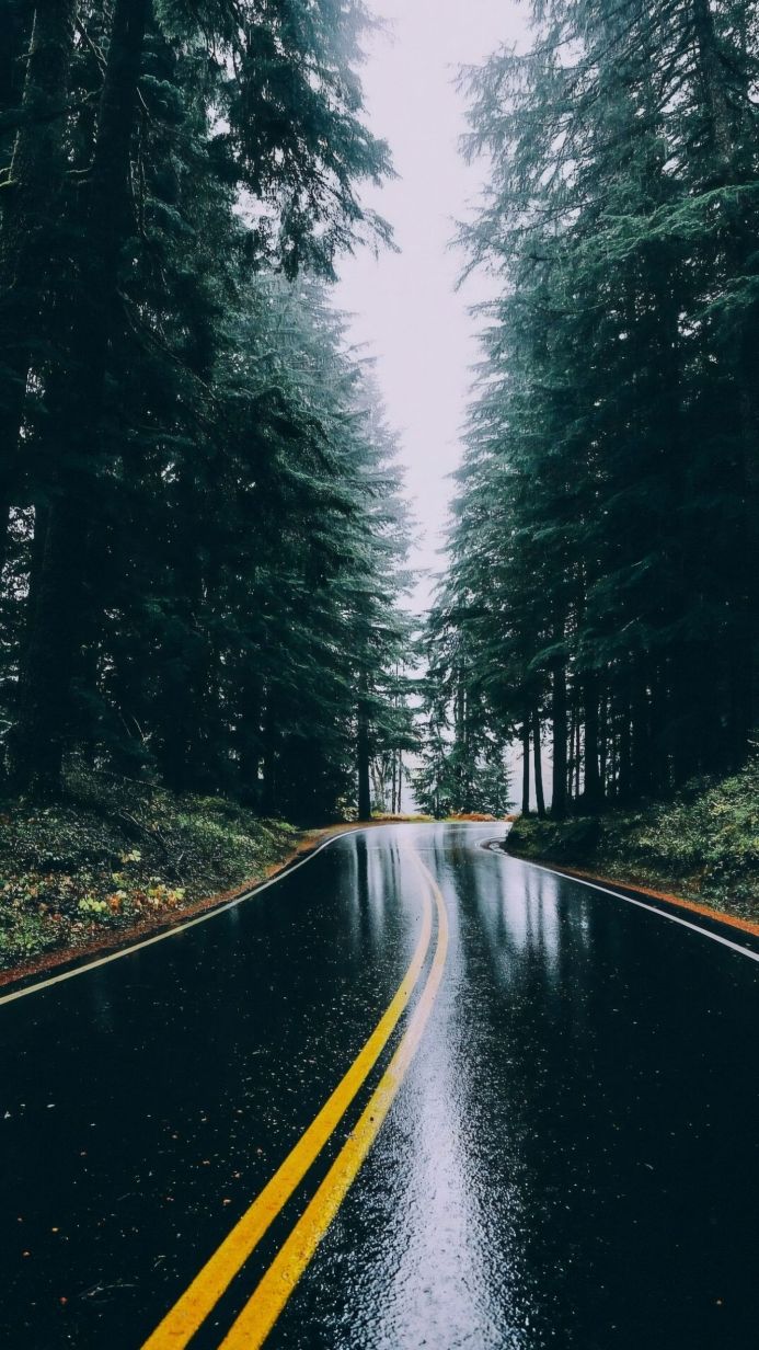 A wet road winds through a dark forest with tall trees on either side