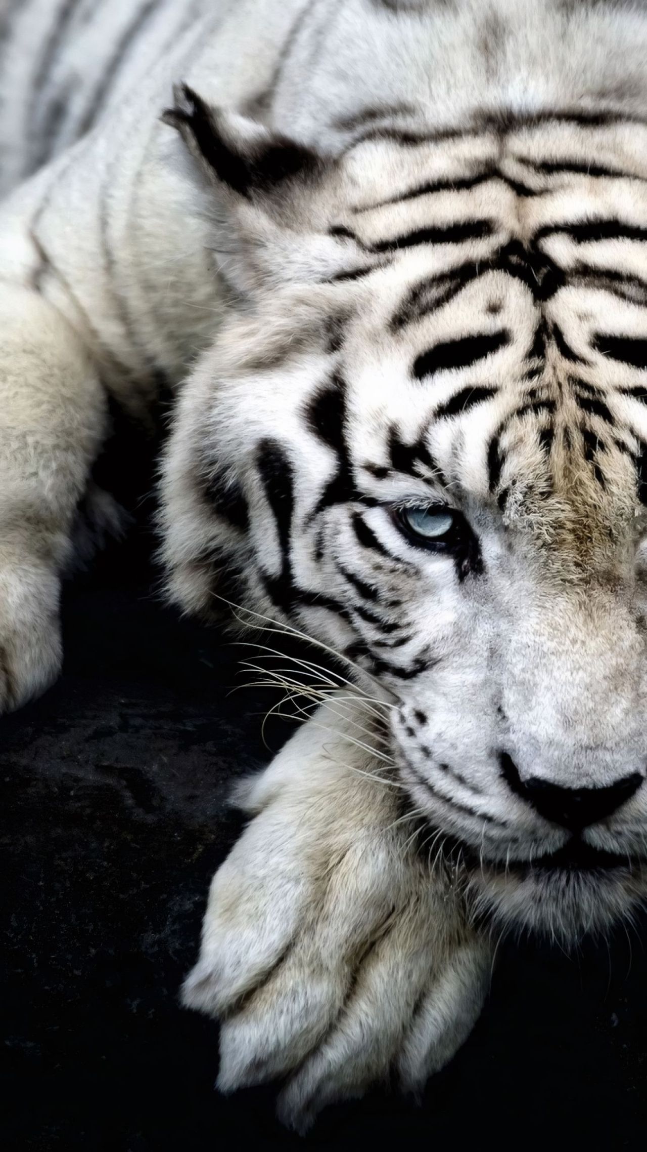 white tiger lying down close up